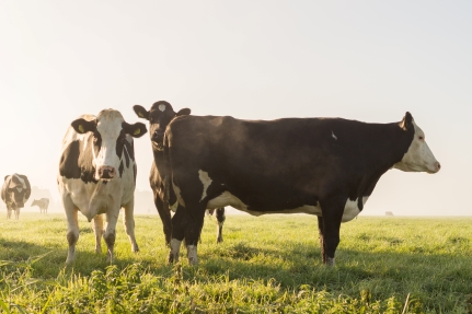 AgMotion Dairy is headed to the Cheese Expo – April 16th - 18th | AgMotion