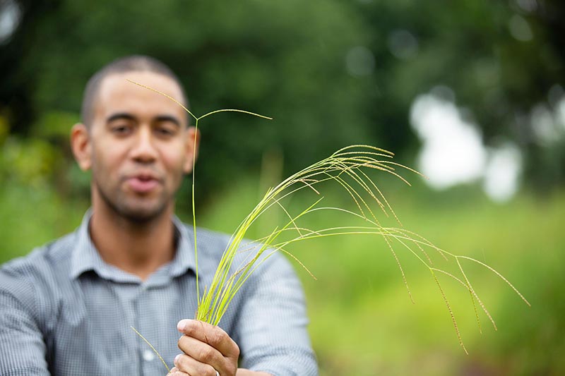 Terra Ingredients: Introducing Fonio | AgMotion