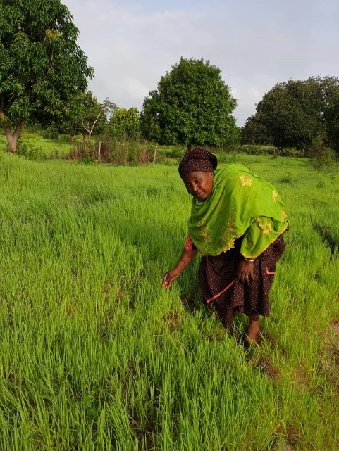 Terra Ingredients pioneers Fonio seed pilot program in Senegal | AgMotion
